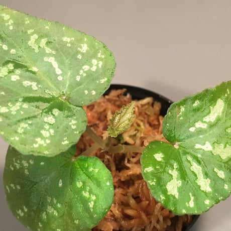 Begonia variabilis from Dabong [TK150717]