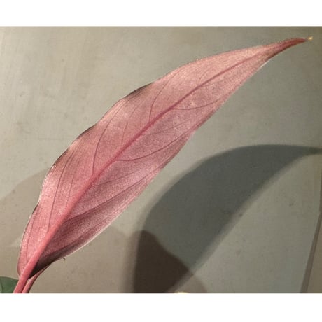 Apoballis sp. from Kalimantan Barat