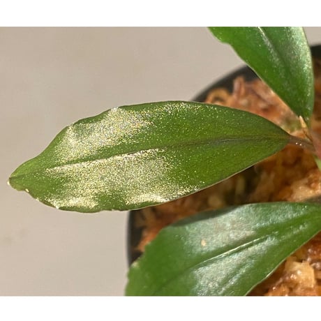 (2芽) Bucephalandra sp. "Super Red"