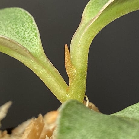 Ardisia sp. from Matang [TK160716]