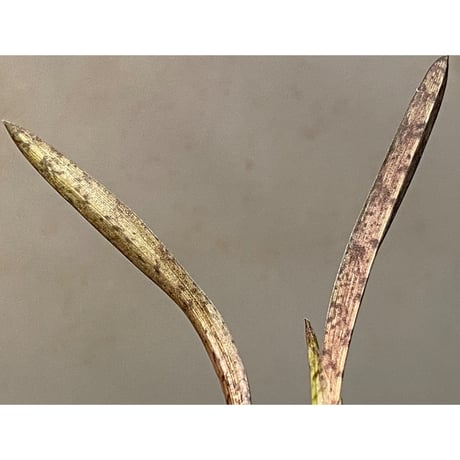 Oeceoclades spathulifera ②
