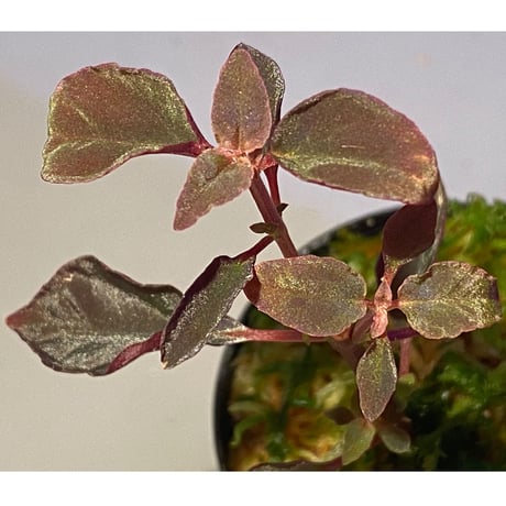 専用希少❣️Melastoma sp. Sibolgaメラストマ シボルガソネリラ 専用