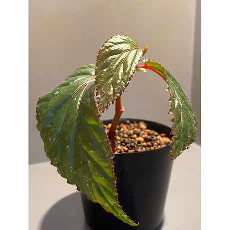 Begonia sp. "Matang-3" from Matang Sarawak [RIO]