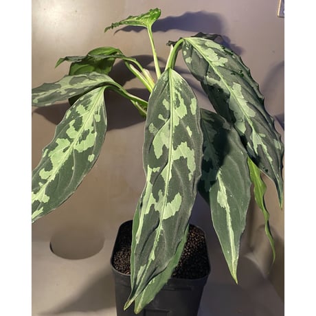 Aglaonema pictum A "しるば〜らいん" from Aceh sumatera [LA0216-03i]