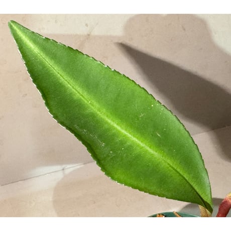 Labisia sp. "Padang" Sumatra barat [TB]