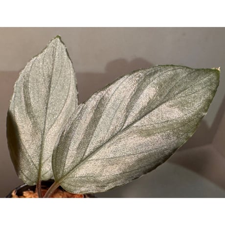 Homalomena sp. "Pink Velvet Long Leaf" from Kepulauan Riau