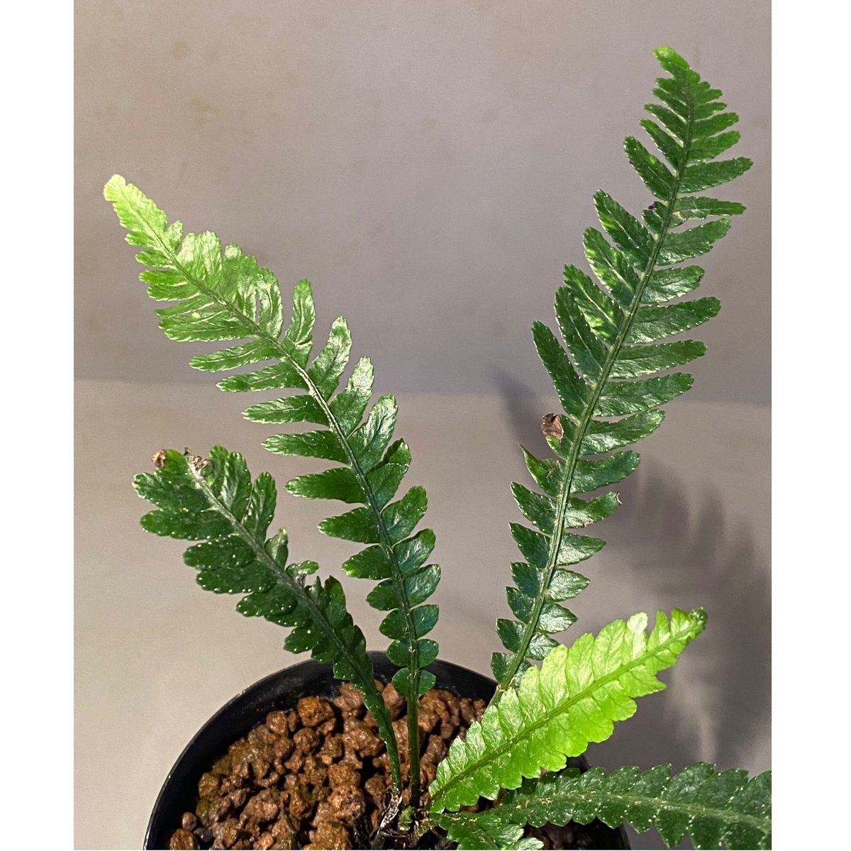 Blechnum obtusatum var. obtusatum from New Cale Blechnum obtusatum var. obtusatum from New Cale