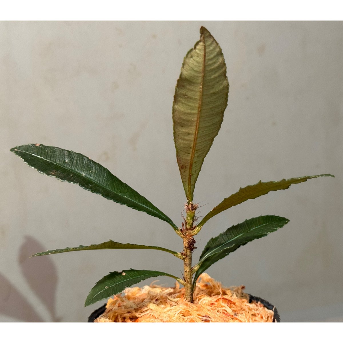 熱帯植物　Rhyncophile elongata Kalimantan Neckia sp. from West Kalimantan ② | M・R・G・R