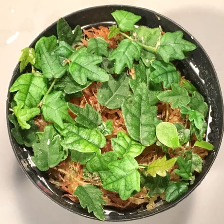 Ficus thunbergii Maxim. from Mie Japan (ヒメイタビ 三重産)