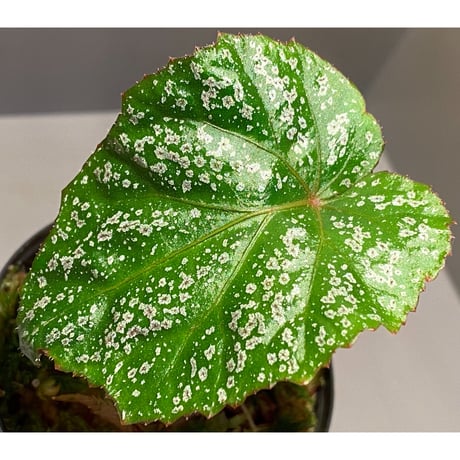 Begonia sp. from Na Hang [YH1118] TK