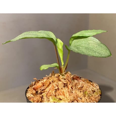 Homalomena sp. "Shirogane" SGR from Pulau Linga [HW1017-XX] ①