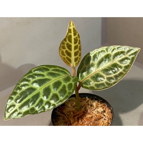 Ardisia sp. "Turtle Back"