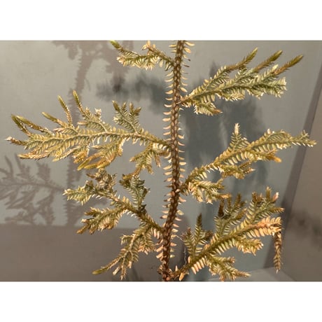 Selaginella sp. from Landak West Kalimantan