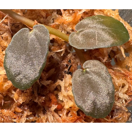 Pellionia sp. from Binh Dinh Vietnam