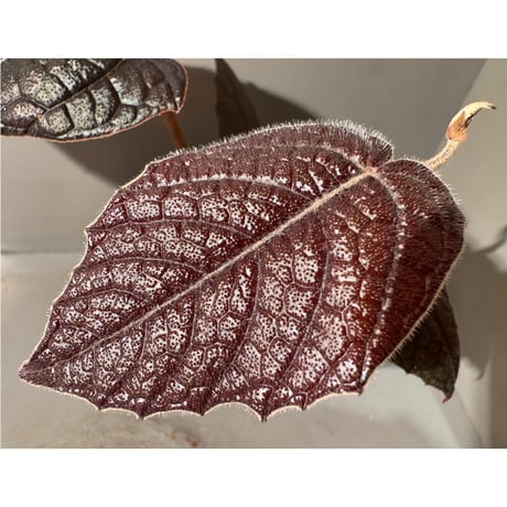 Pterisanthes sp. from Sabah [R0516-01]