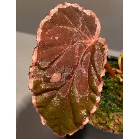 Begonia sp.