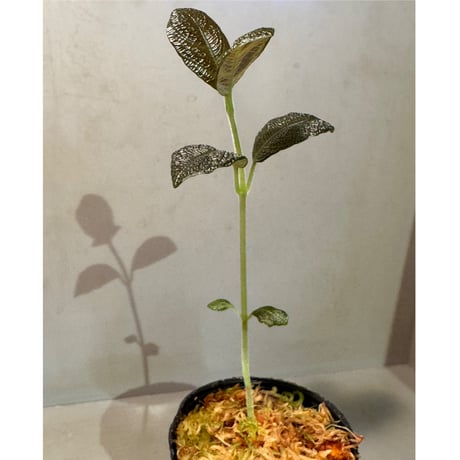 Ophiorrizha sp. from Kapuas hulu West Kalimantan