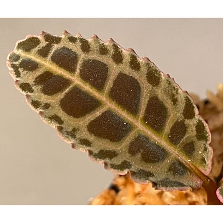 Emblemantha urnulata (Labisia sp.) from Riau sumatera [LA0815-01]