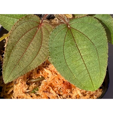 Phyllagathis sp. from Cao Bang Viet Nam [R1217-02]