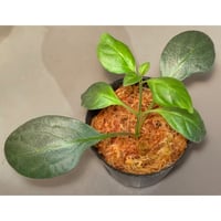 大株) Bucephalandra sp. from 