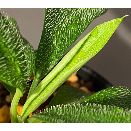 Homalomena hasei "狐尾" from Aceh sumatera [LA0616-04]