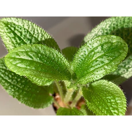 Phyllagathis sp. from Dong Nai province south Vietnam