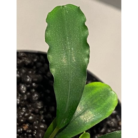 Bucephalandra sp. 黄緑 from Bukit Kelam Utara [AZ0611-14]
