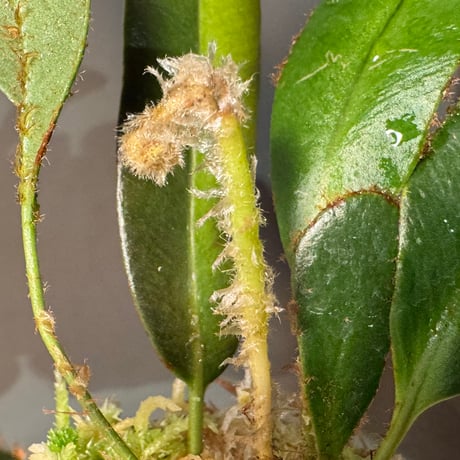 (Mサイズ) Elaphoglossum apodum [ECUAGENERA]