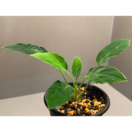 Homalomena sp. "Muara wahau" Green from Kal-timur [TB]