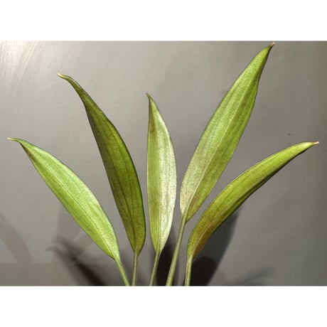 Pursegloveia cf. minima from Kapuas hulu West Kalimantan ②