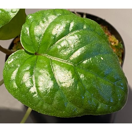 Unknown from Iquitos Peru [tanakay]