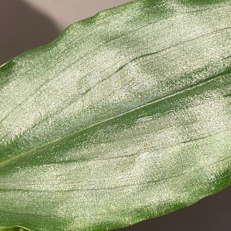 Floscopa elegans from Ecuador