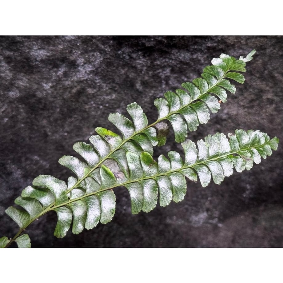 6970c5d64cf9ac9c1905a480