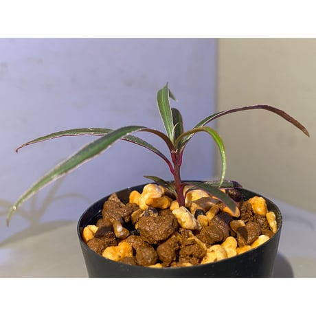 Ardisia sp. from Kapuas Hulu Kalimantan barat