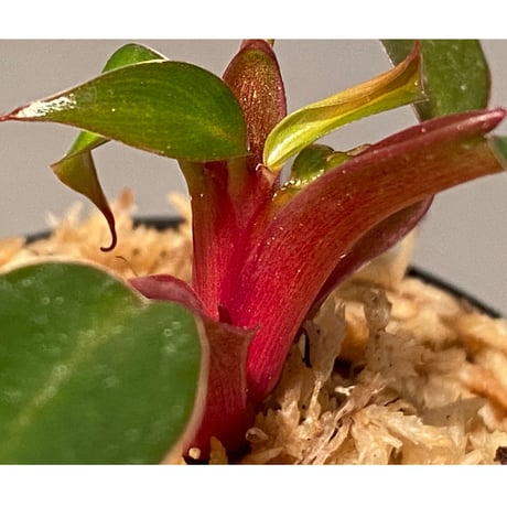 Philodendron sp. "Red Congo Compacta"