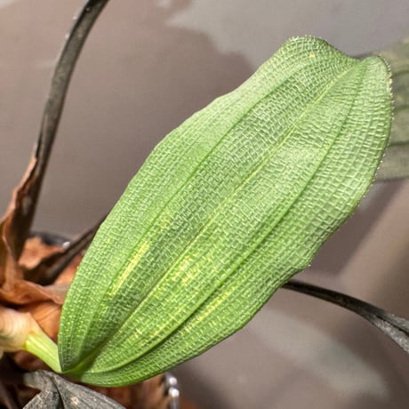 Mapania cuspidata  from Bengkayang West Kalimantan