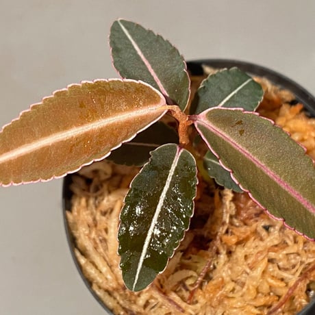 Labisia pumila from Solok sumatera [LA0117-01]