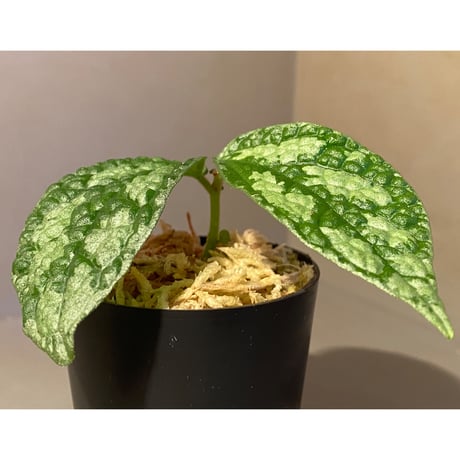 Elatostema sp. (Sri Lanka?)