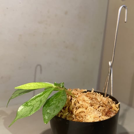 Elatostema sp. from Aceh sumatera [LA0914-1n]