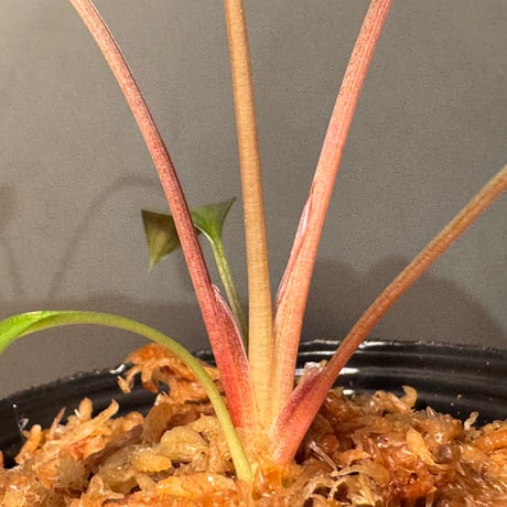 Homalomena sp. "Light Blue Silver" from Kepulauan Riau ②