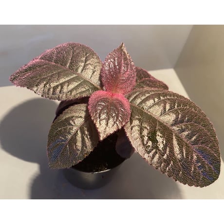 Unknown from Iquitos Peru [tanakay]