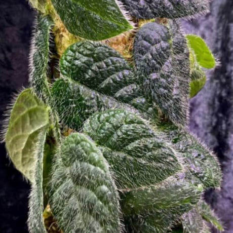 Ficus sp. from Selangor