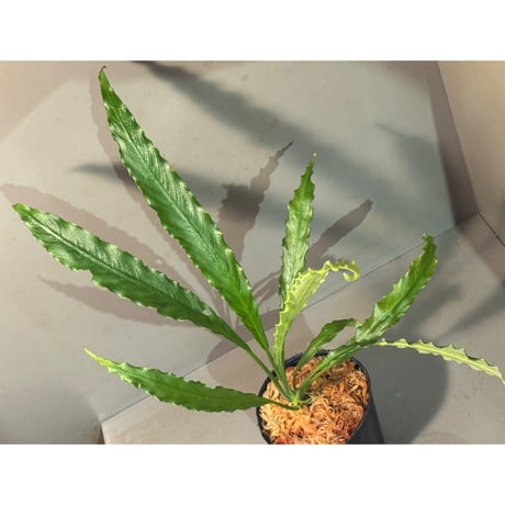 スキスマトグロッティス | STORES