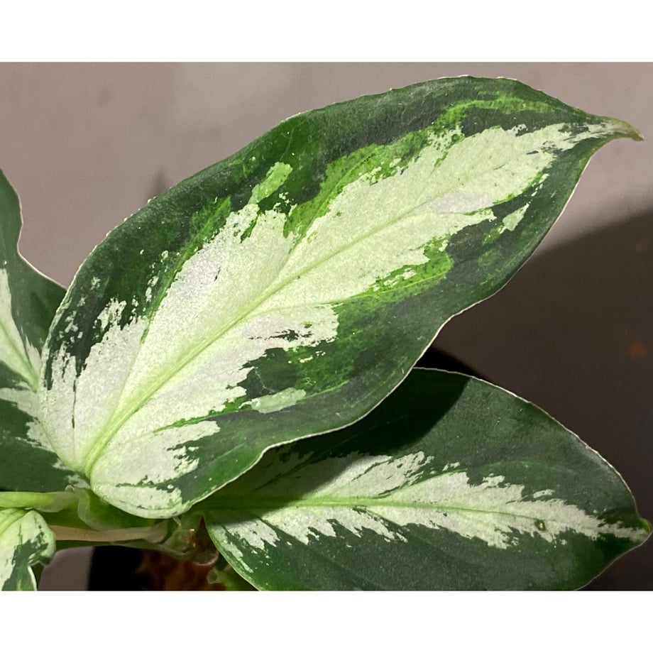 6565d9120decc700341d564c