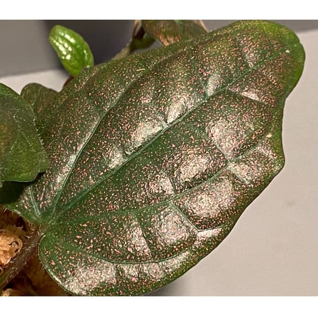 Piper sp. Miao "Arunachal Pradesh" INDIA [ID]