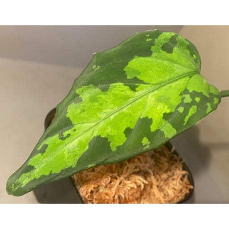 Aglaonema pictum tricolor DFS from Sumatera Barat [AZ0912-1]