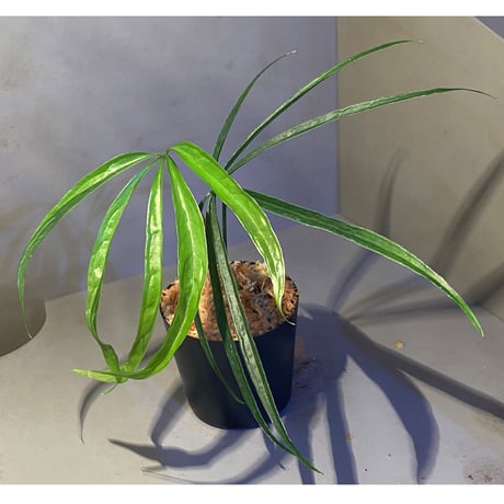 Anthurium aff. eminens