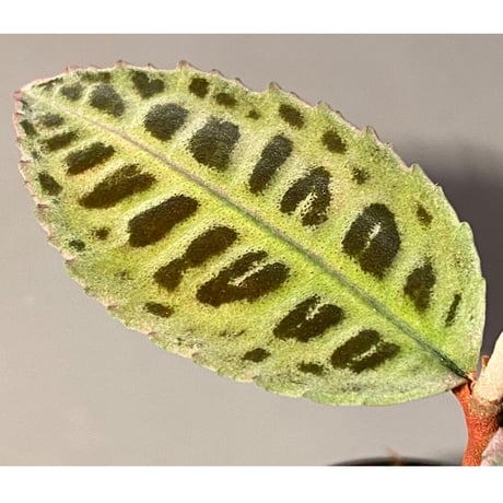 Emblemantha urnulata (Labisia sp.) from Riau sumatera [LA0815-01]