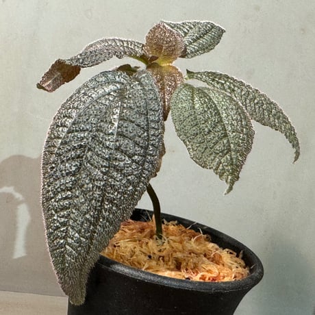 Triolena involucrata "Red" from Ecuador