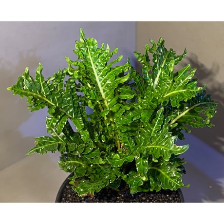 Blechnum gibbum Dwarf